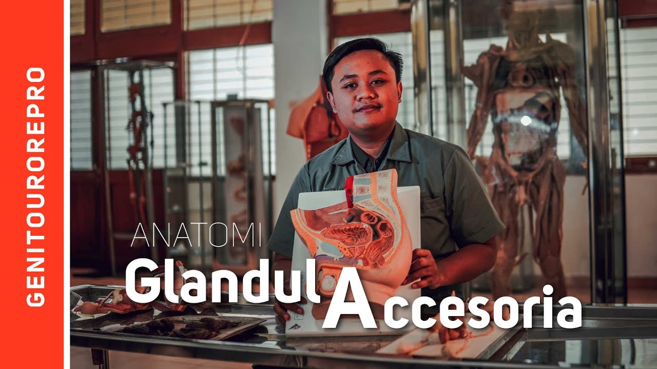 Glandula Accesoria Genetalia Masculina