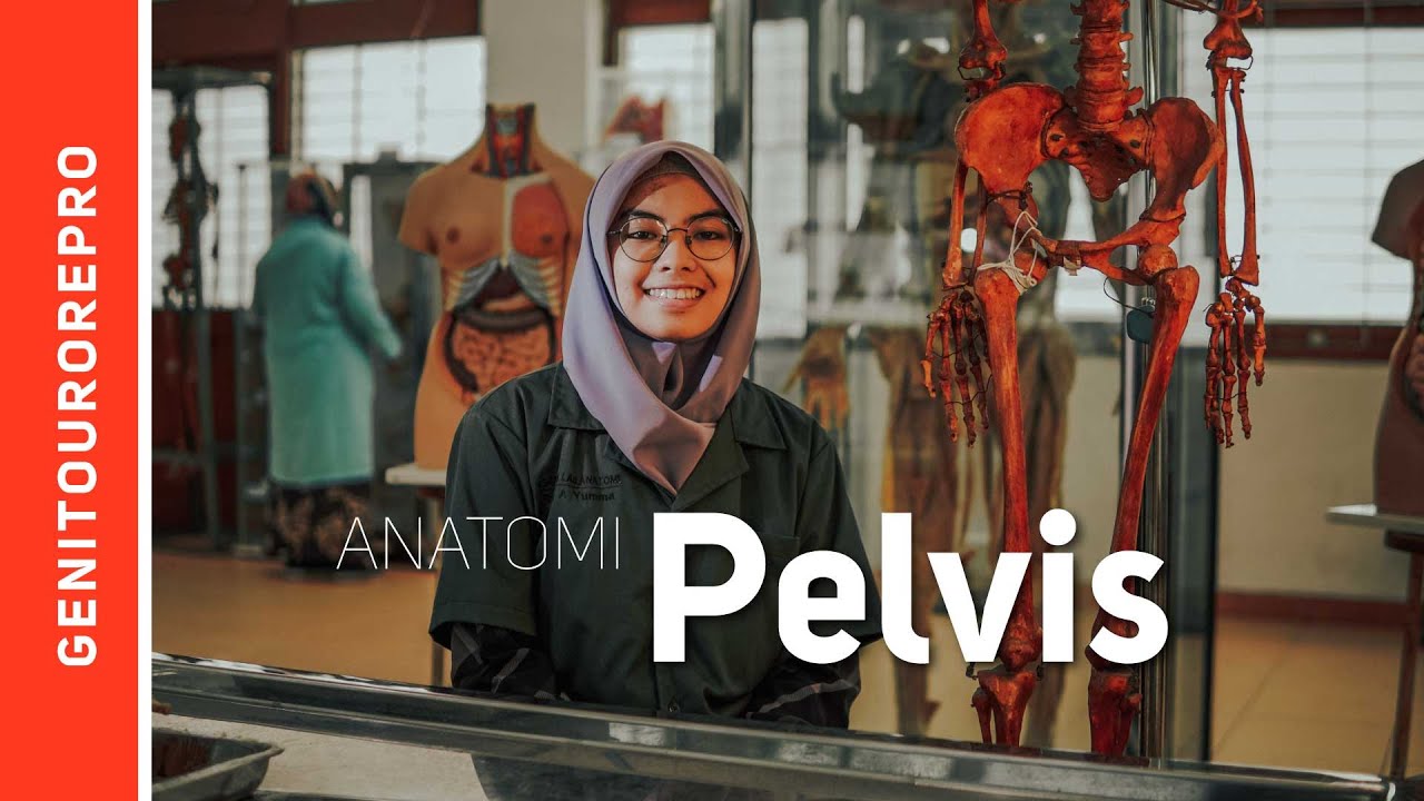 Pelvis