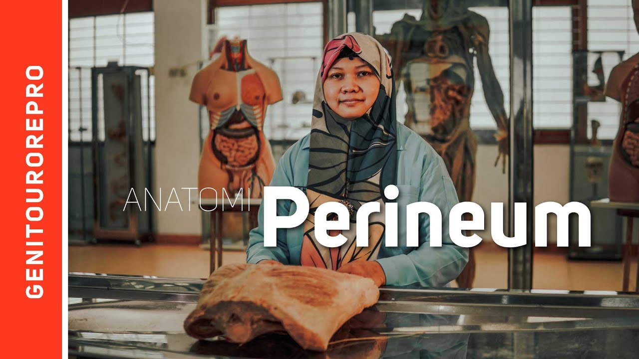 Perineum