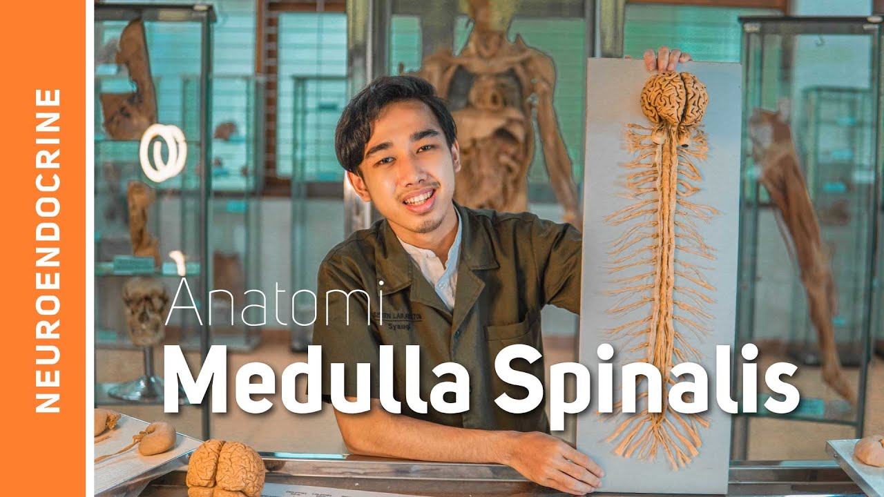 Sistem Saraf: Medulla Spinalis (Sumsum Tulang Belakang)