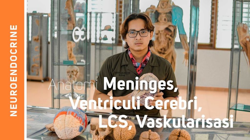 Sistem Saraf: Meninges, Liquor Cerebrospinalis Dan Vaskularisasi ...