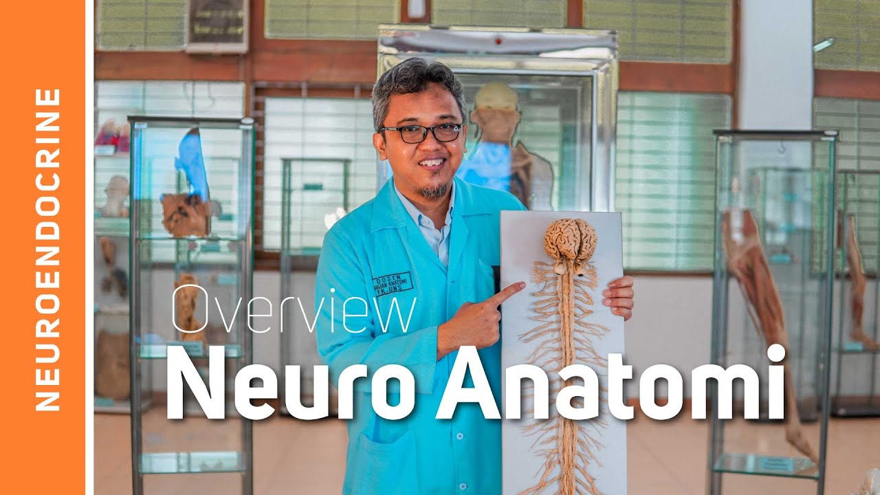 Sistem Saraf: Pendahuluan (Overview Neuroanatomi)