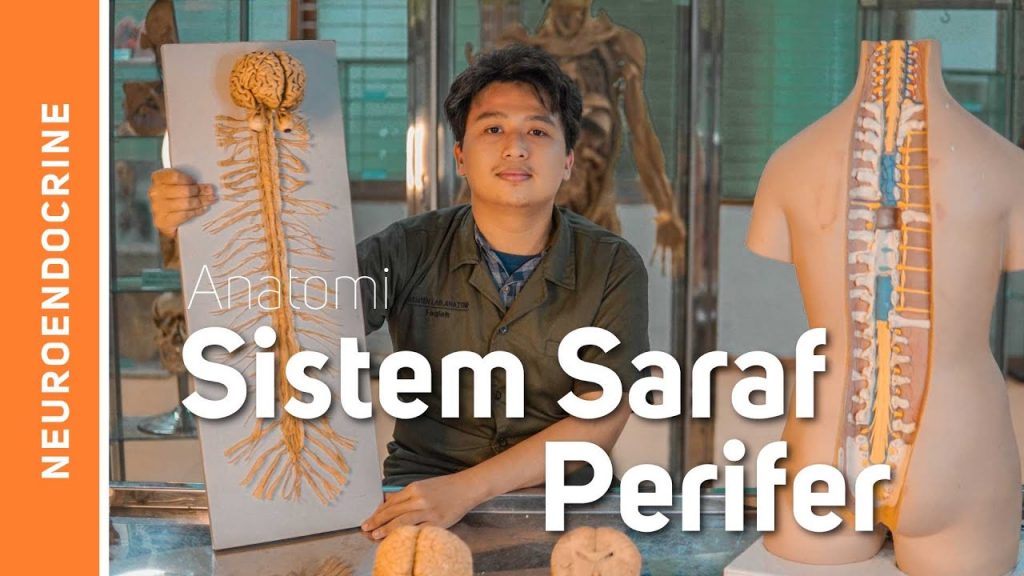 Sistem Saraf: Sistem Saraf Tepi (Nervi Cranialis et Spinalis) – Virtual