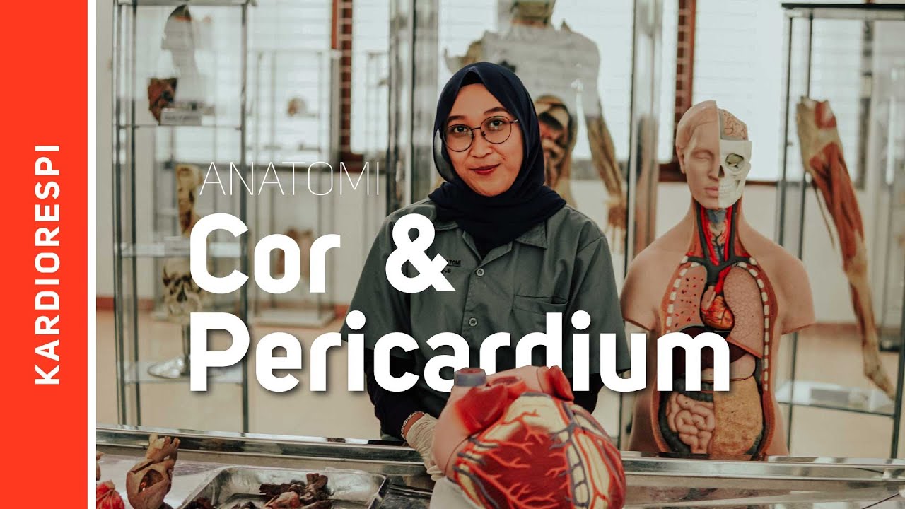 Systema Cardiovasculare: Cor et Pericardium