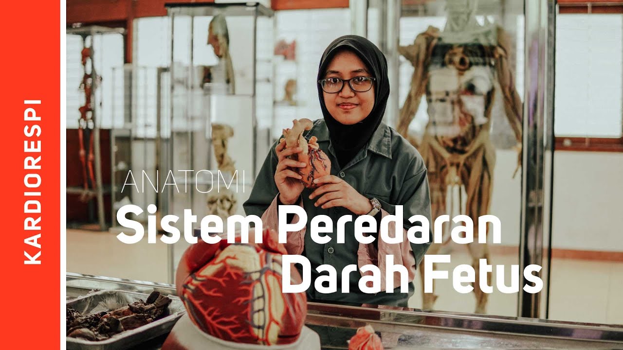Systema Cardiovasculare: Sirkulasi Darah Fetus