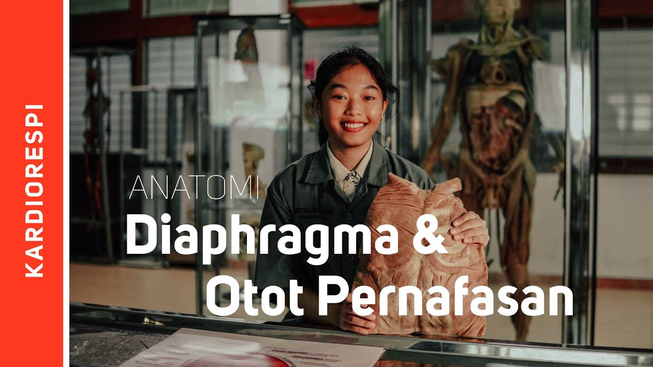Systema Respiratorium: Diaphragma et Musculi Respiratorium