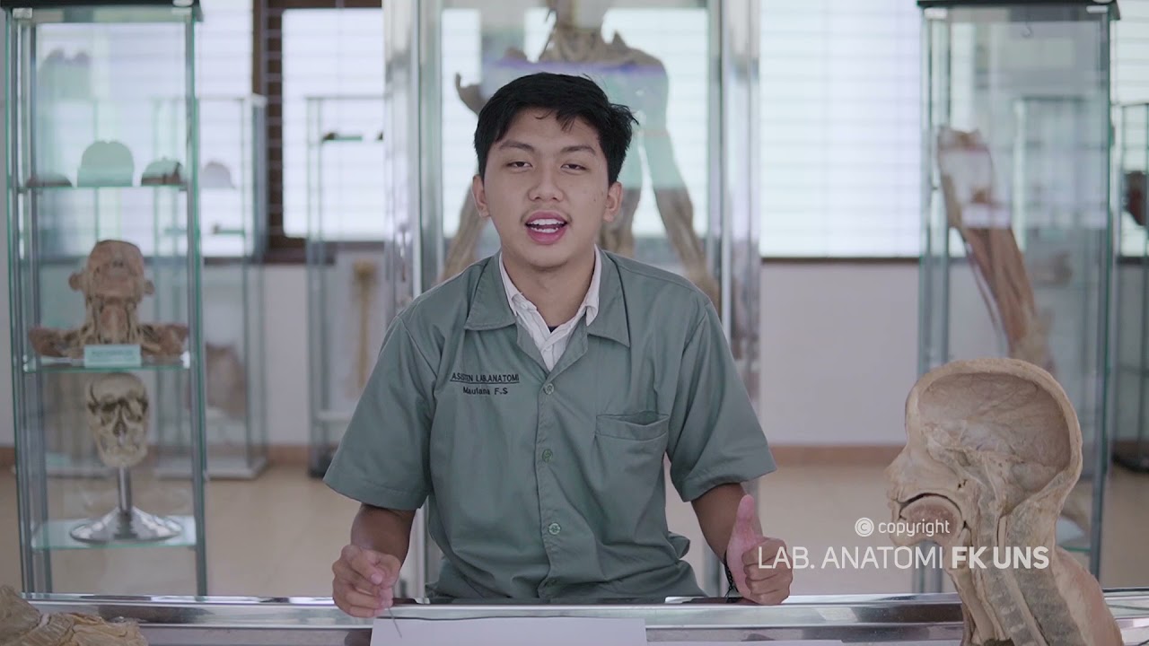 Systema Respiratorium: Pharynx