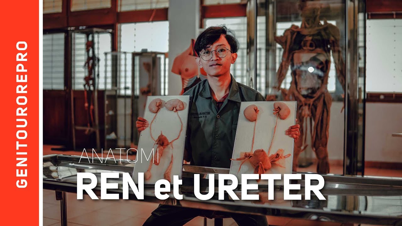 Systema Uropoetica: Ren et Ureter