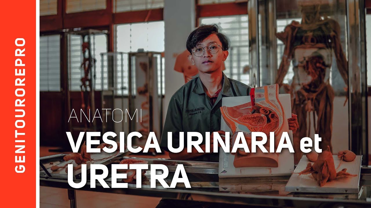 Systema Uropoetica: Vesica Urinaria et Urethra