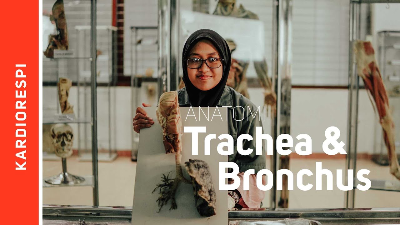 Systema Respiratorium: Trachea et Bronchus