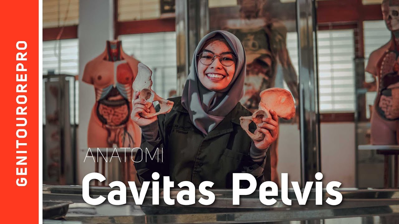 Cavitas Pelvis