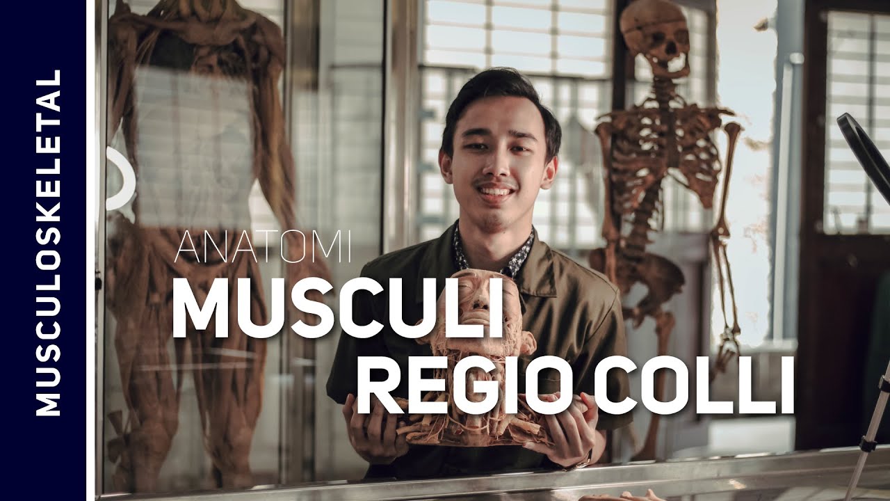 Musculi Regio Colli