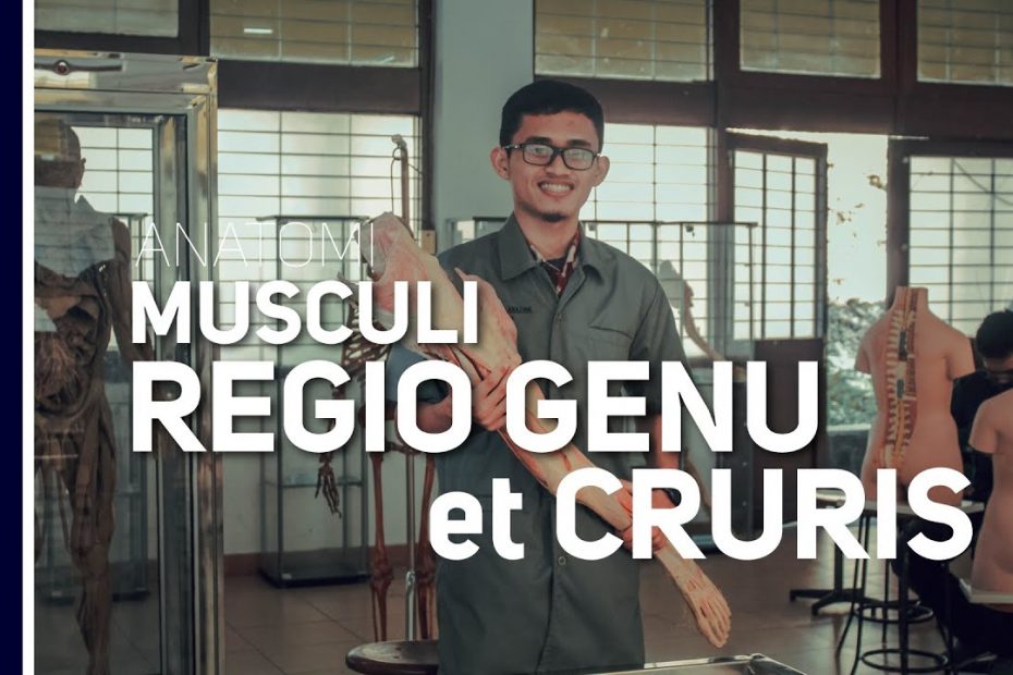 Musculi Regio Genu et Cruris