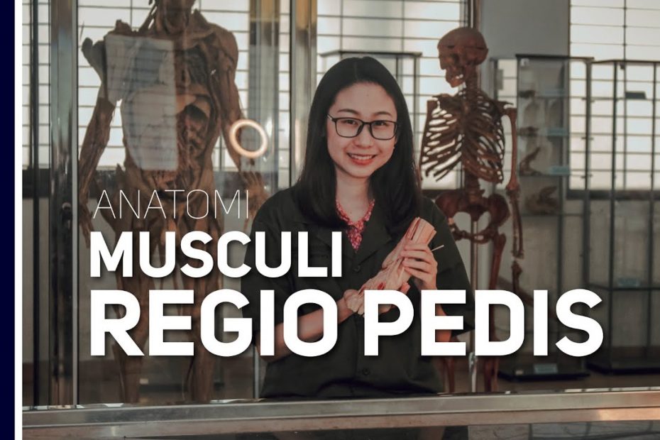 Musculi Regio Pedis