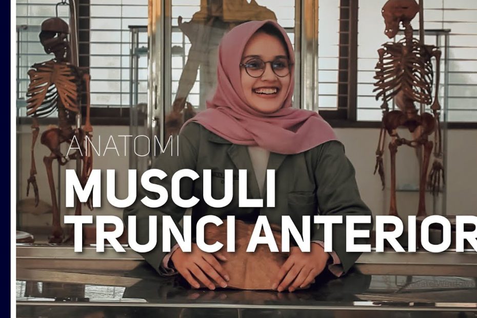 Musculi Trunci Anterior