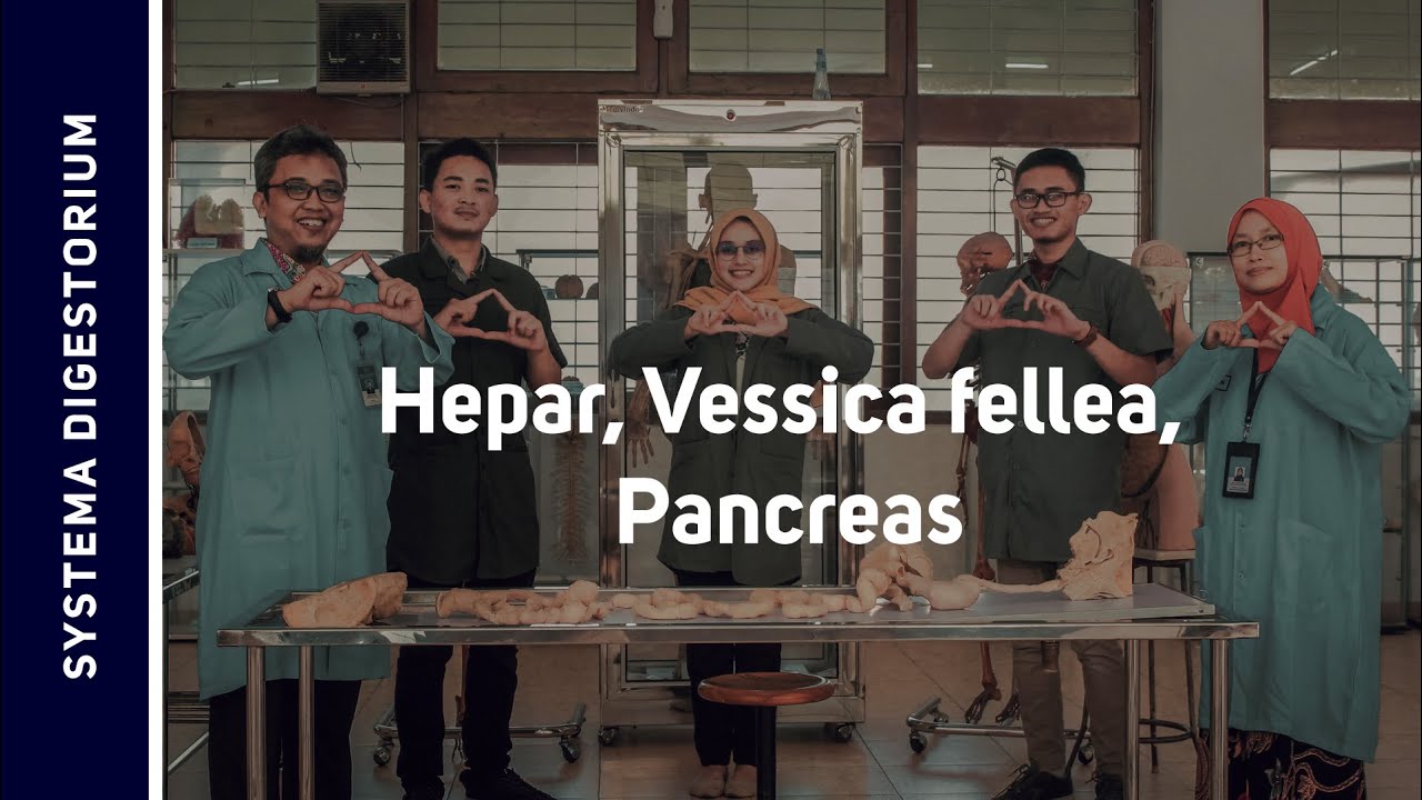 Organa Digestorium Accessoria II: Hepar, Vesica Fellea, Pancreas
