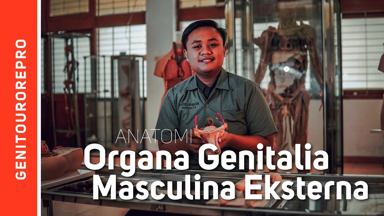 Organa Genetalia Masculina Externa