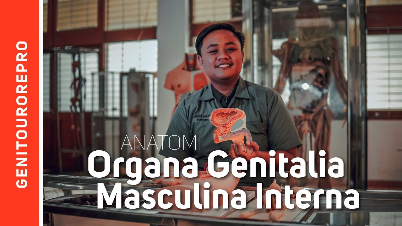 Organa Genetalia Masculina Interna