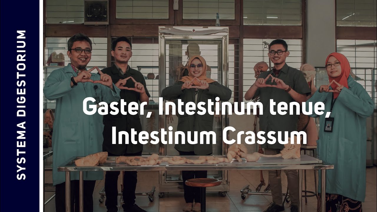 Tractus Digestorium II: Gaster, Intestinum Tenue, Intestinum Crassum