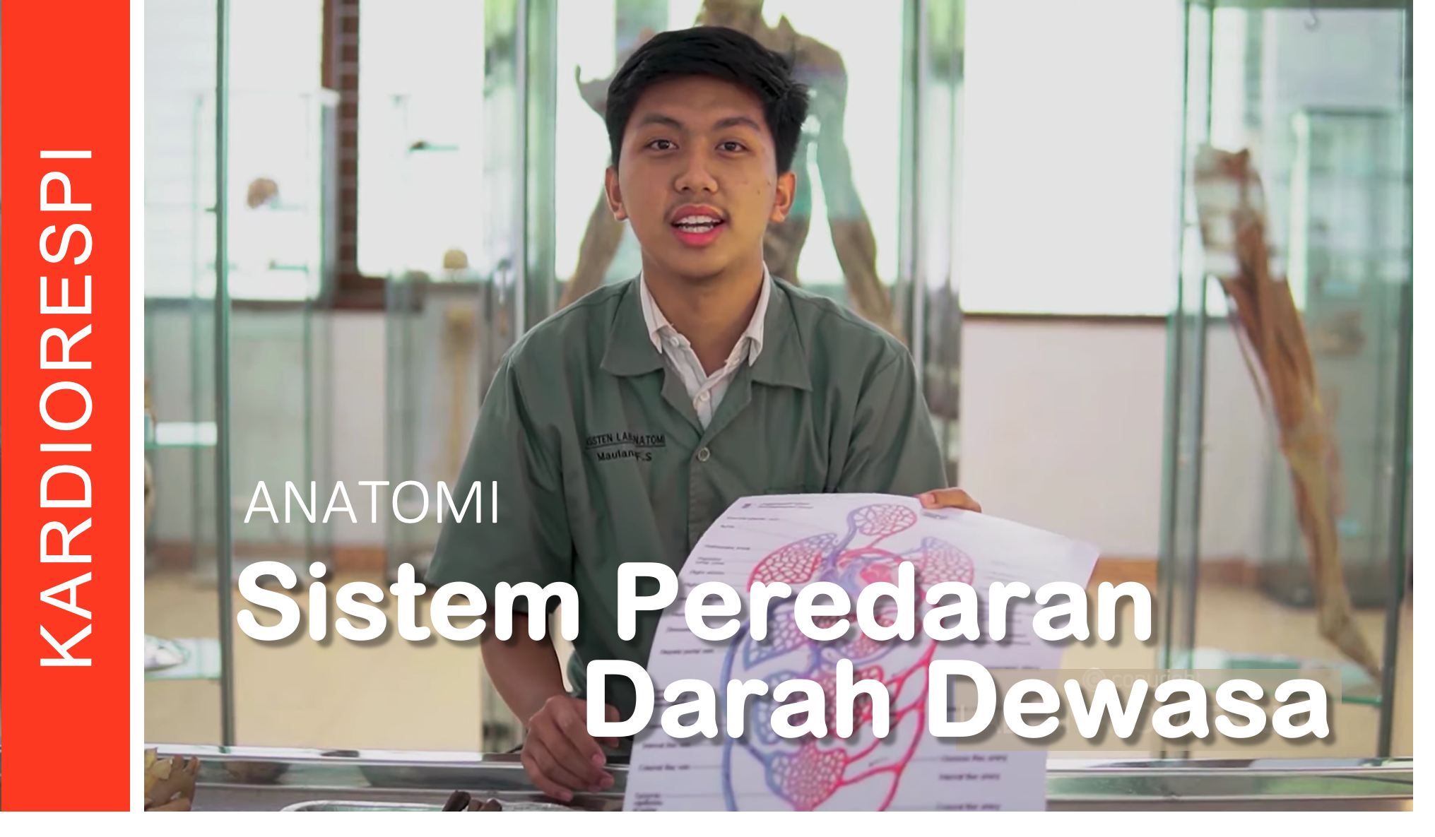 Systema Cardiovasculare: Sirkulasi Darah Dewasa